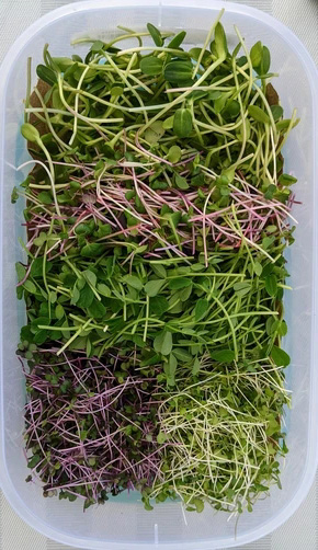 Graine germée alfalfa cresson 60g